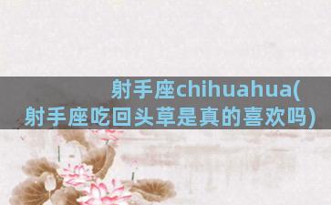 射手座chihuahua(射手座吃回头草是真的喜欢吗)